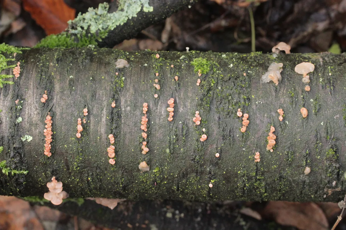 Cherry Ditangium Fungus