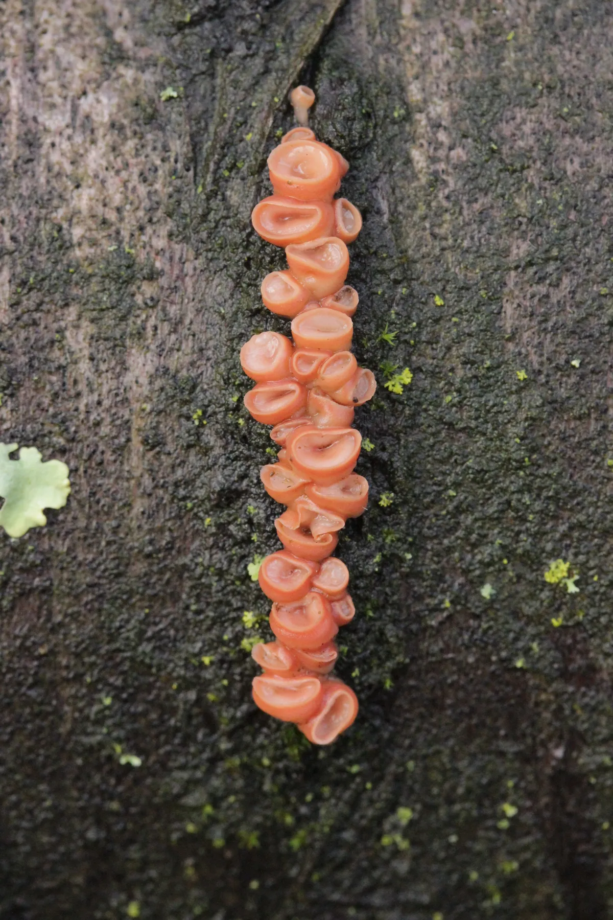 Cherry Ditangium Fungus