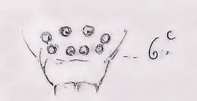 Araña Social de Hammock