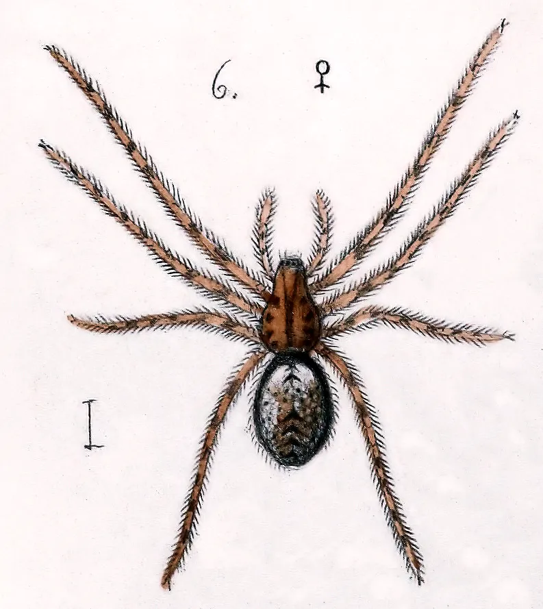 Araña Social de Hammock