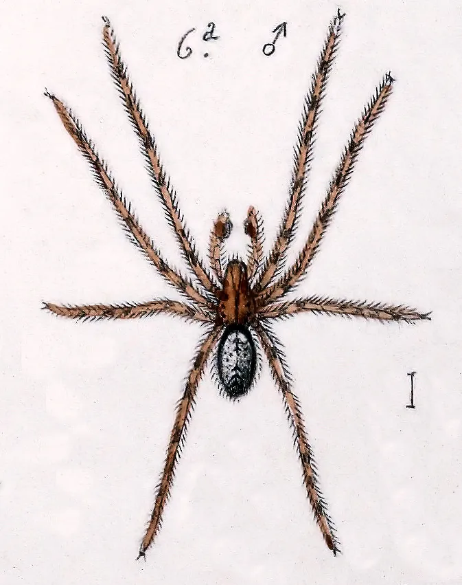 Araña Social de Hammock