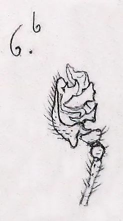 Araña Social de Hammock