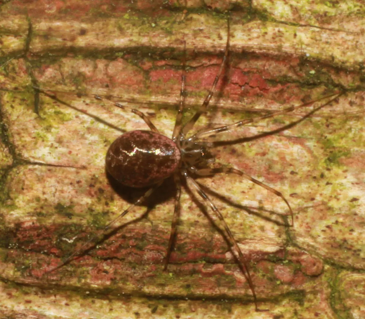 Araña Social de Hammock