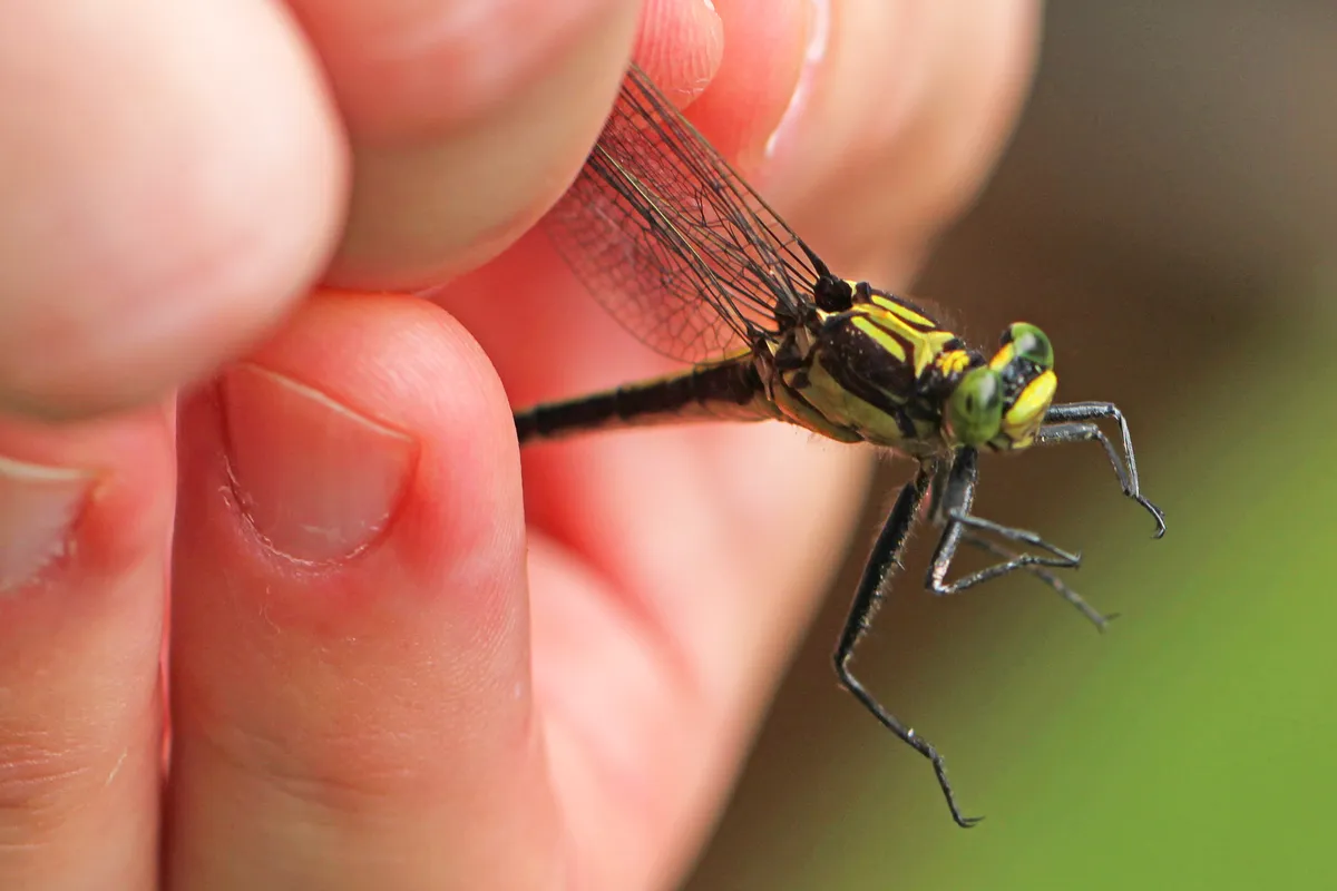 Black-shouldered Spinyleg