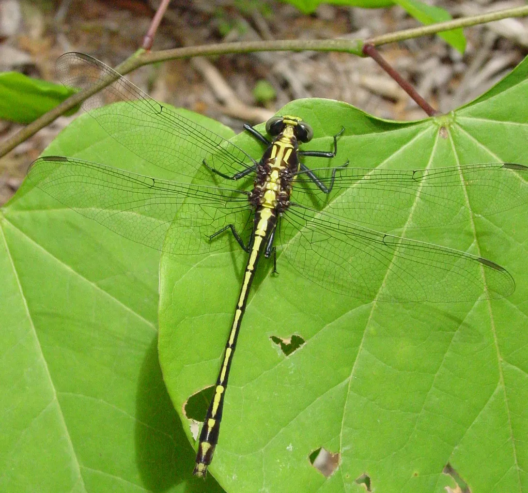 Black-shouldered Spinyleg