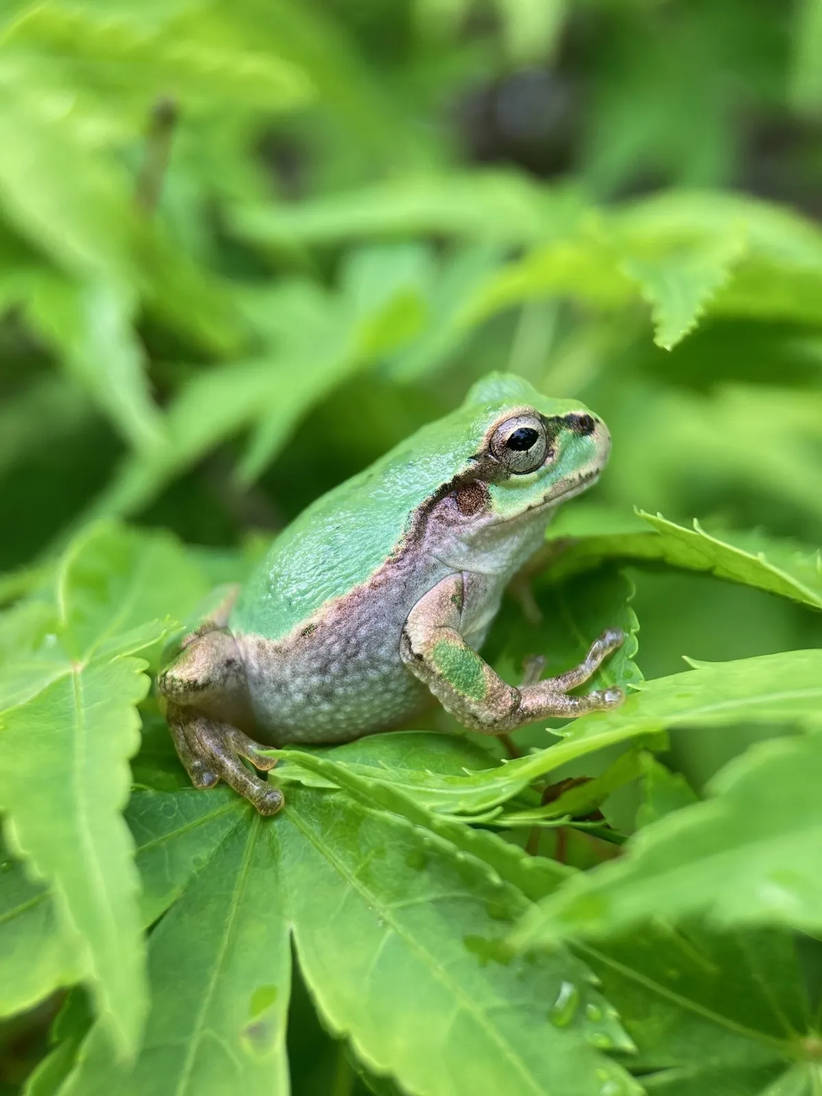 Rana Arbórea Japonesa