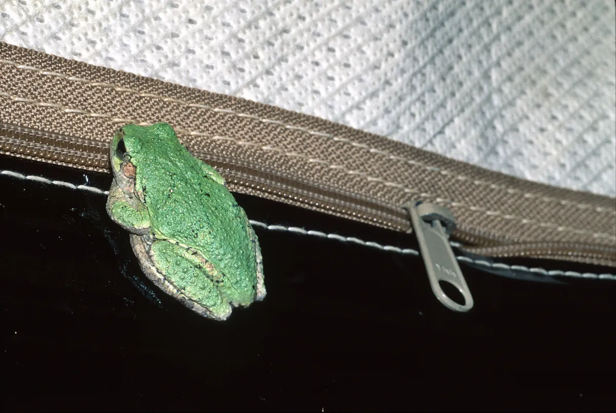 Gray Treefrog