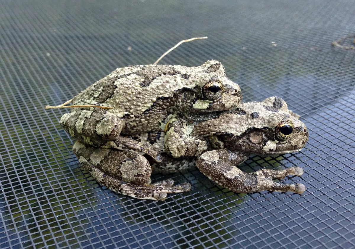Gray Treefrog