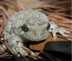 Gray Treefrog