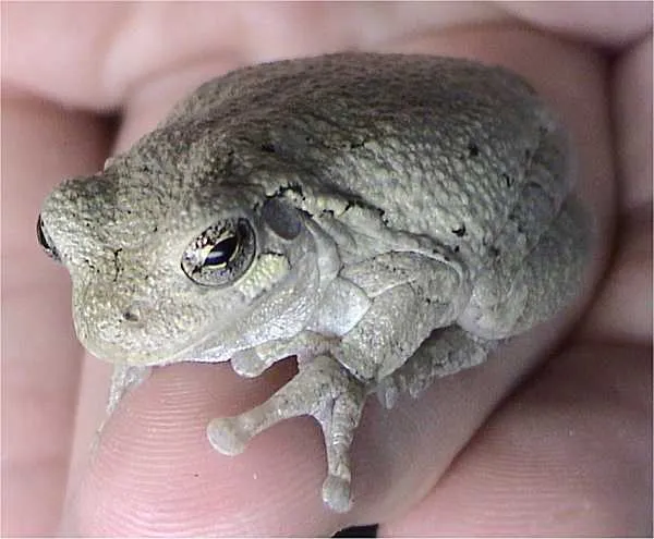 Gray Treefrog