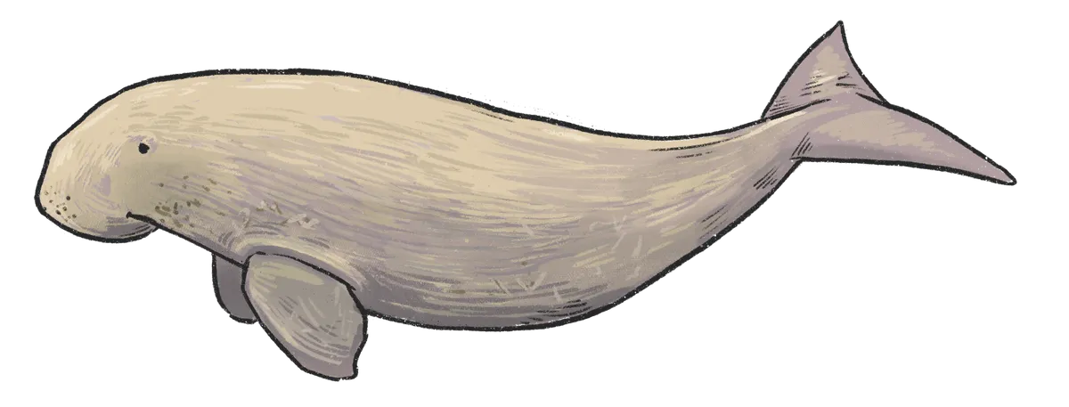 Dugongo