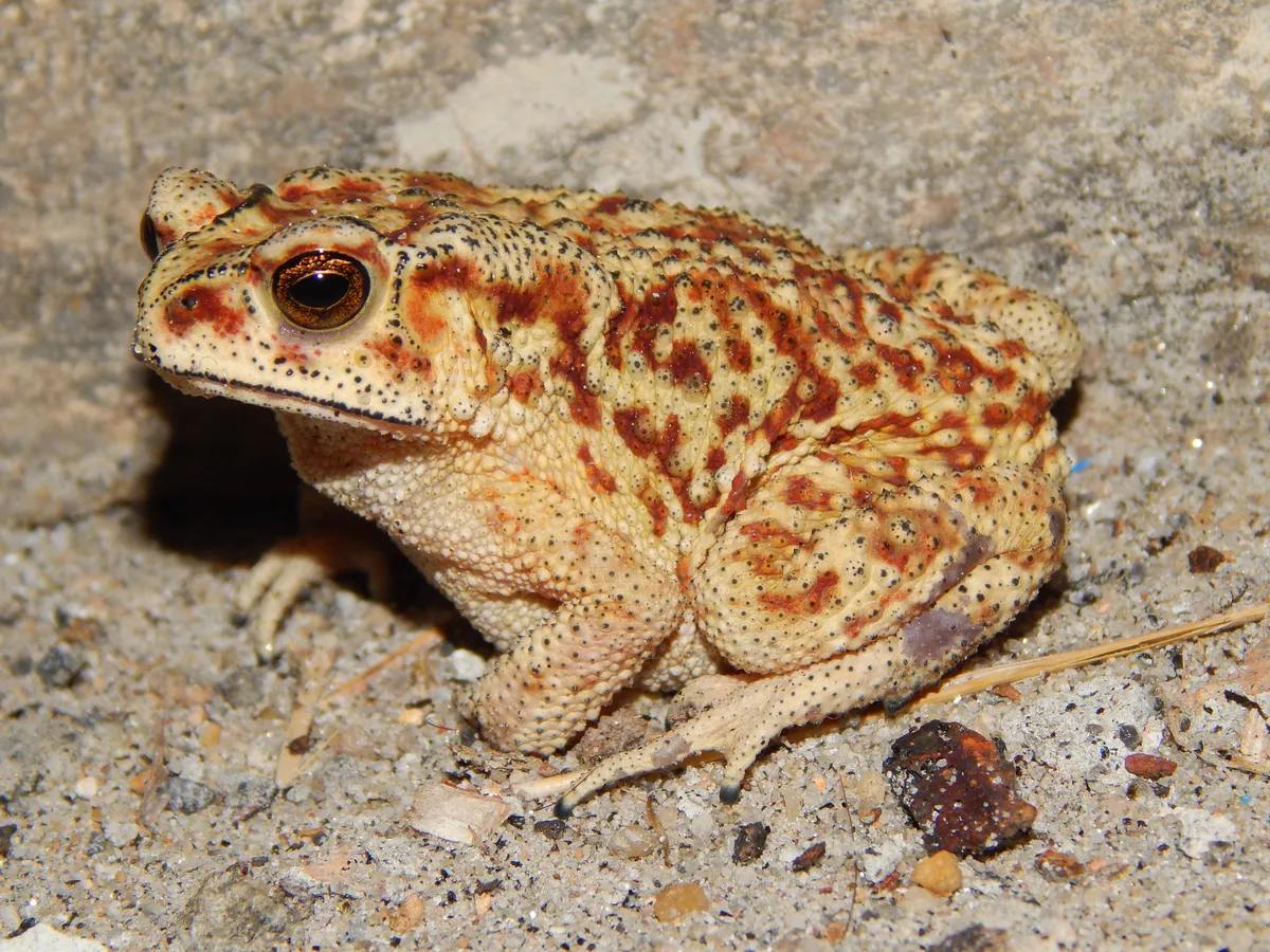 Common Sunda Toad