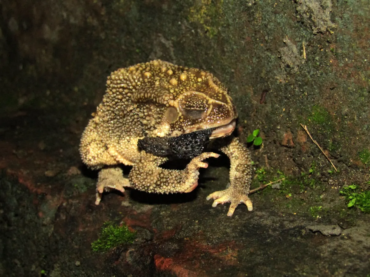 Common Sunda Toad