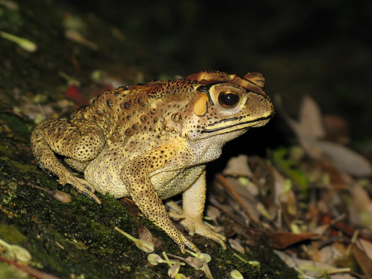 Common Sunda Toad