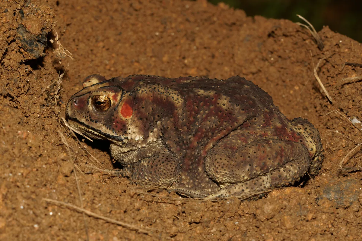 Common Sunda Toad