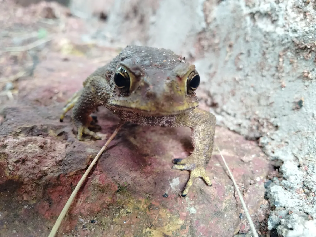 Common Sunda Toad