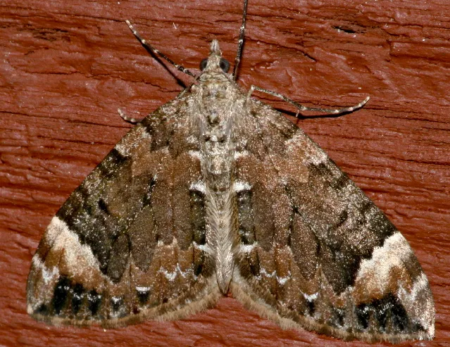 Dysstroma citrata