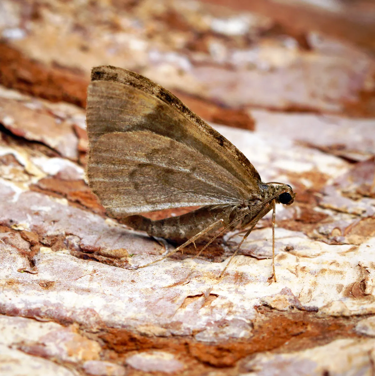 Alfombra Marmórea Común