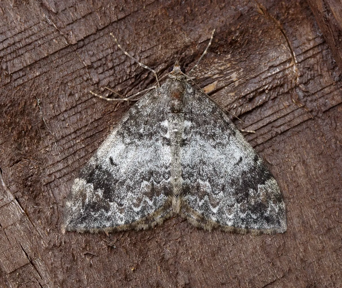 Alfombra Marmórea Común