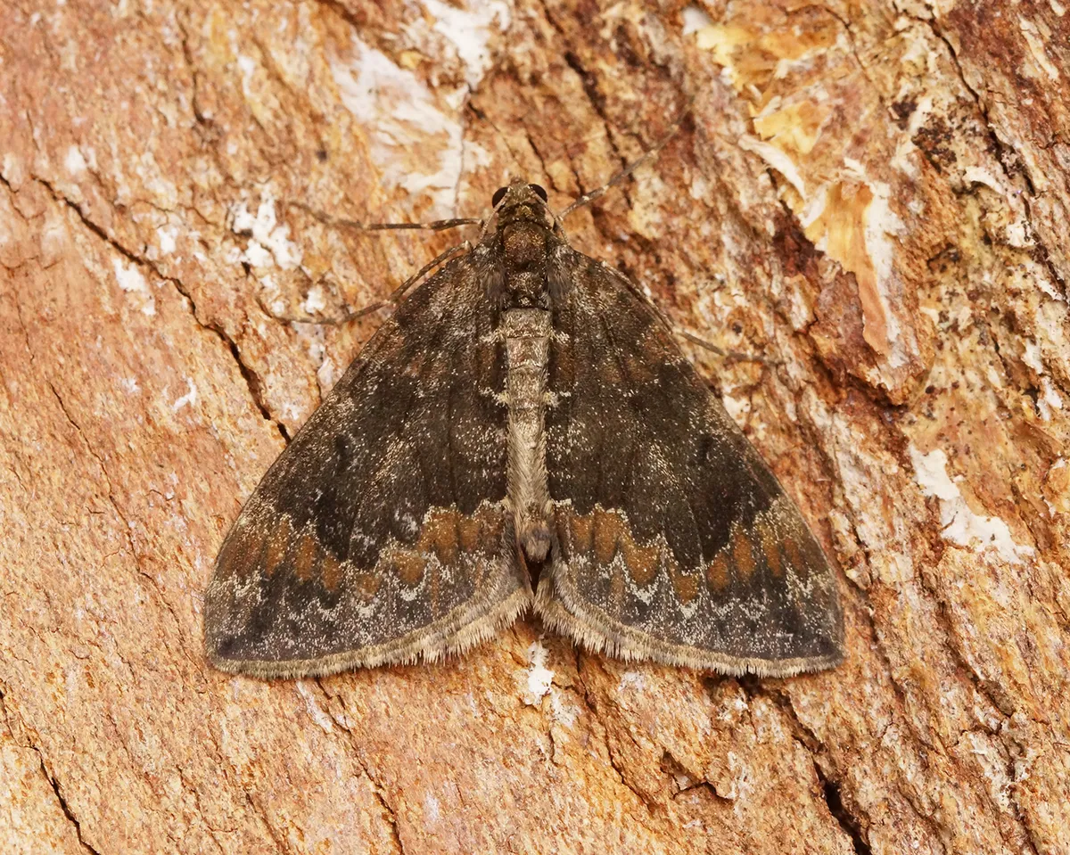 Alfombra Marmórea Común