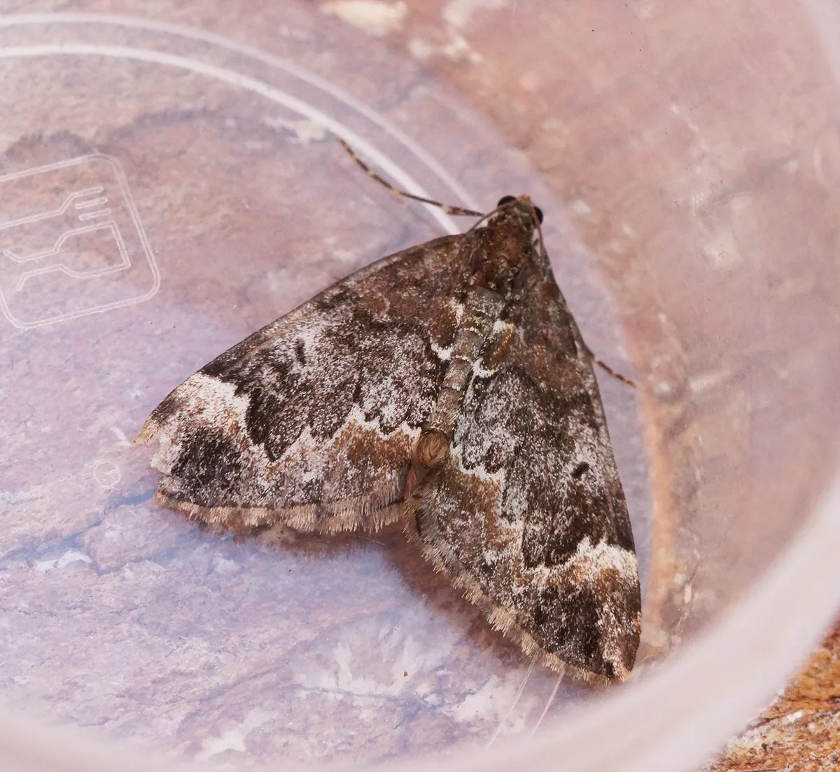 Alfombra Marmórea Común