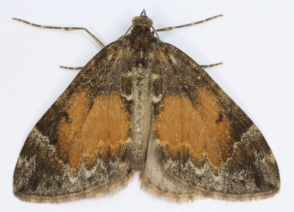 Alfombra Marmórea Común