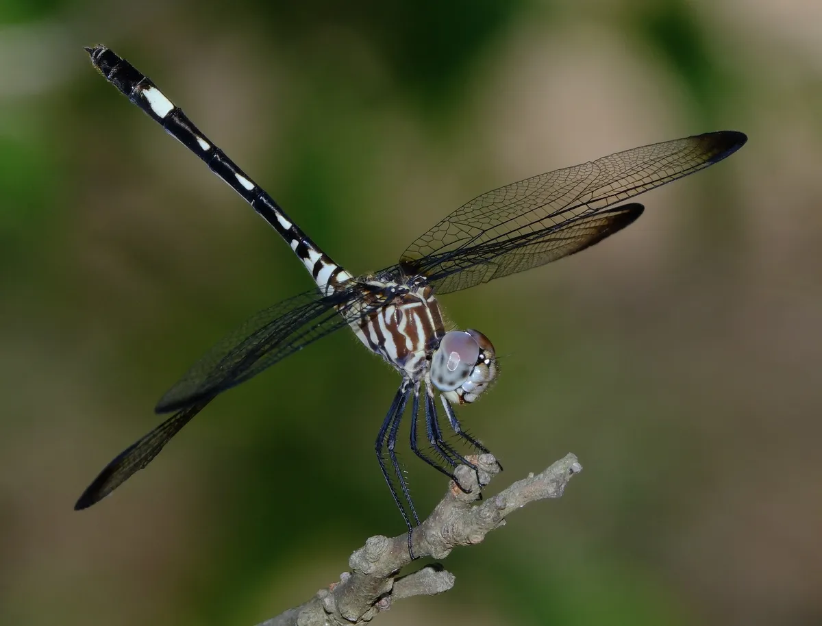 Dythemis velox