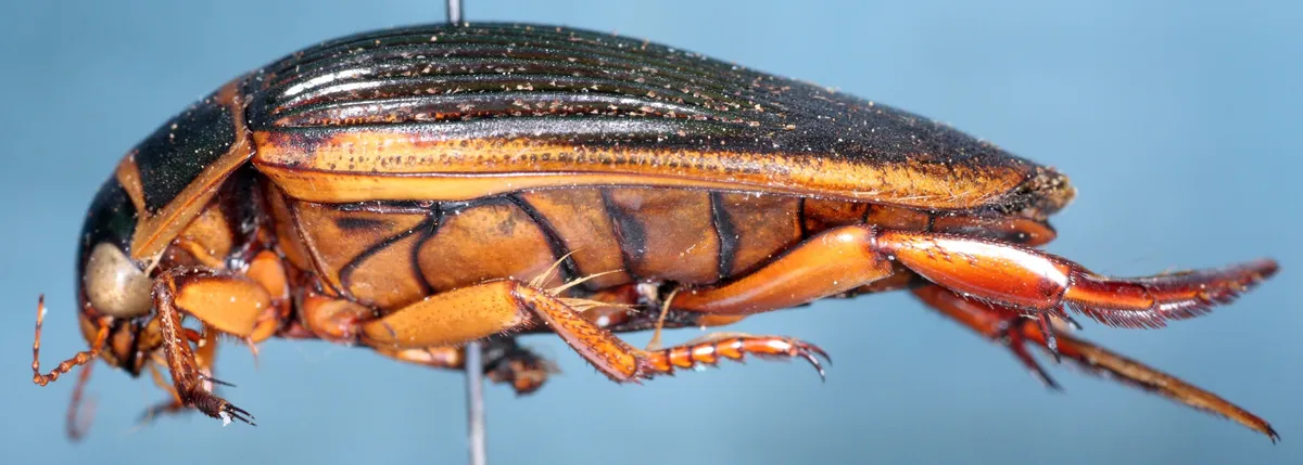 Great Diving Beetle