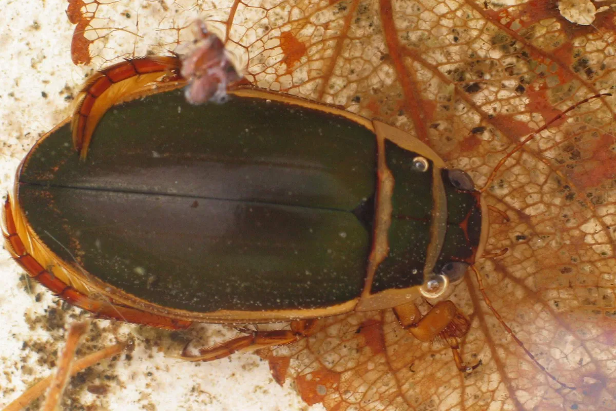 Great Diving Beetle