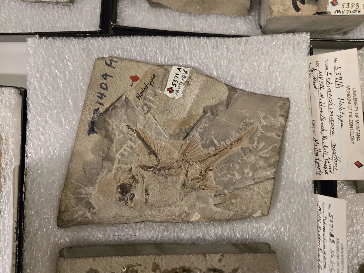 Echinochimaera meltoni