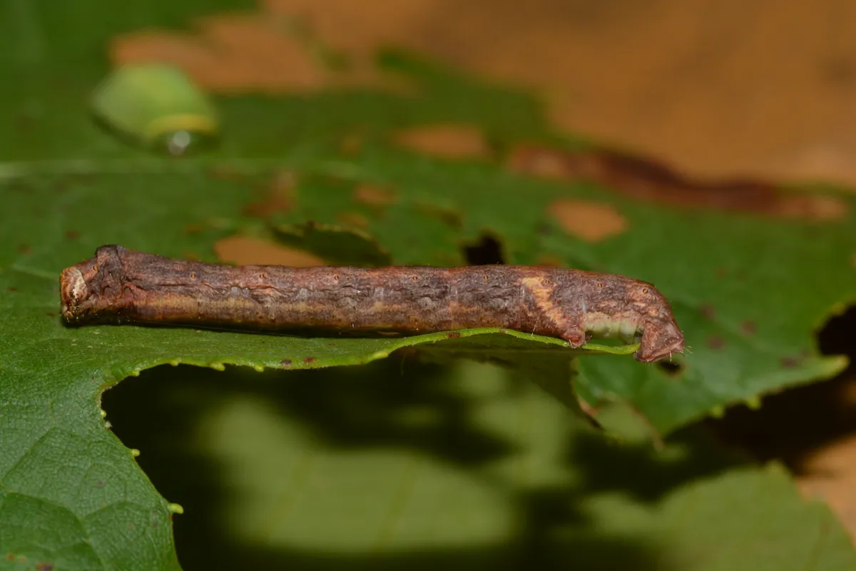 Ectropis crepuscularia