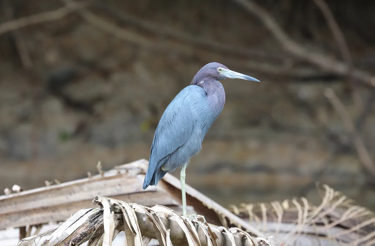 Little Blue Heron