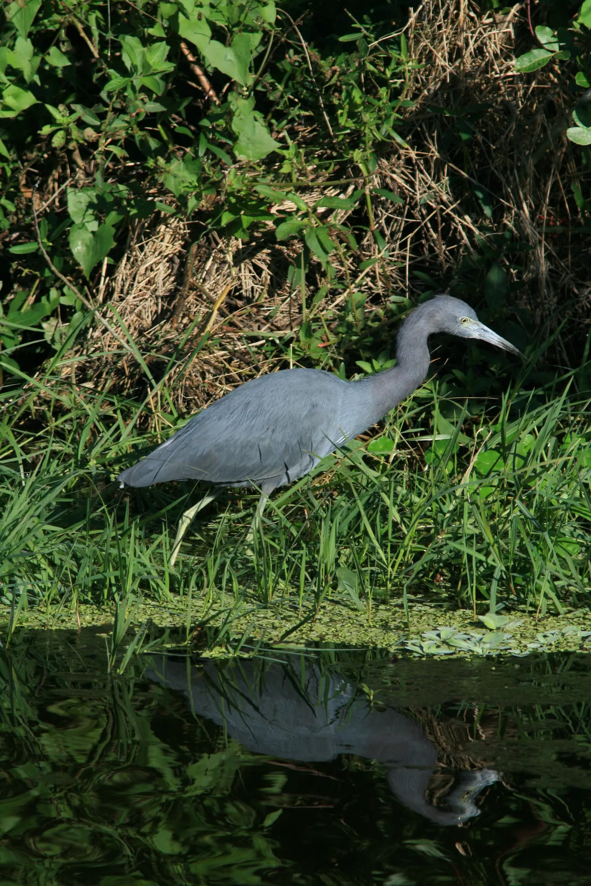 Little Blue Heron