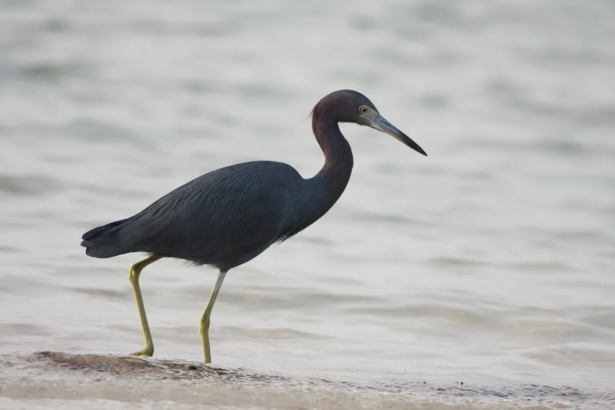 Little Blue Heron