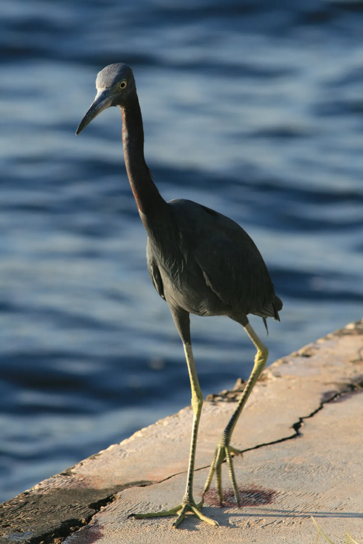 Little Blue Heron