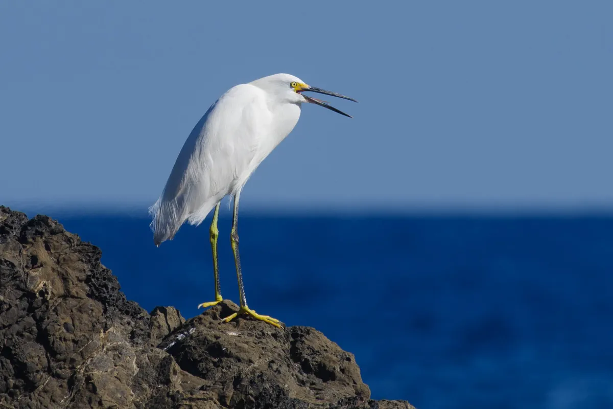 Snowy Egret