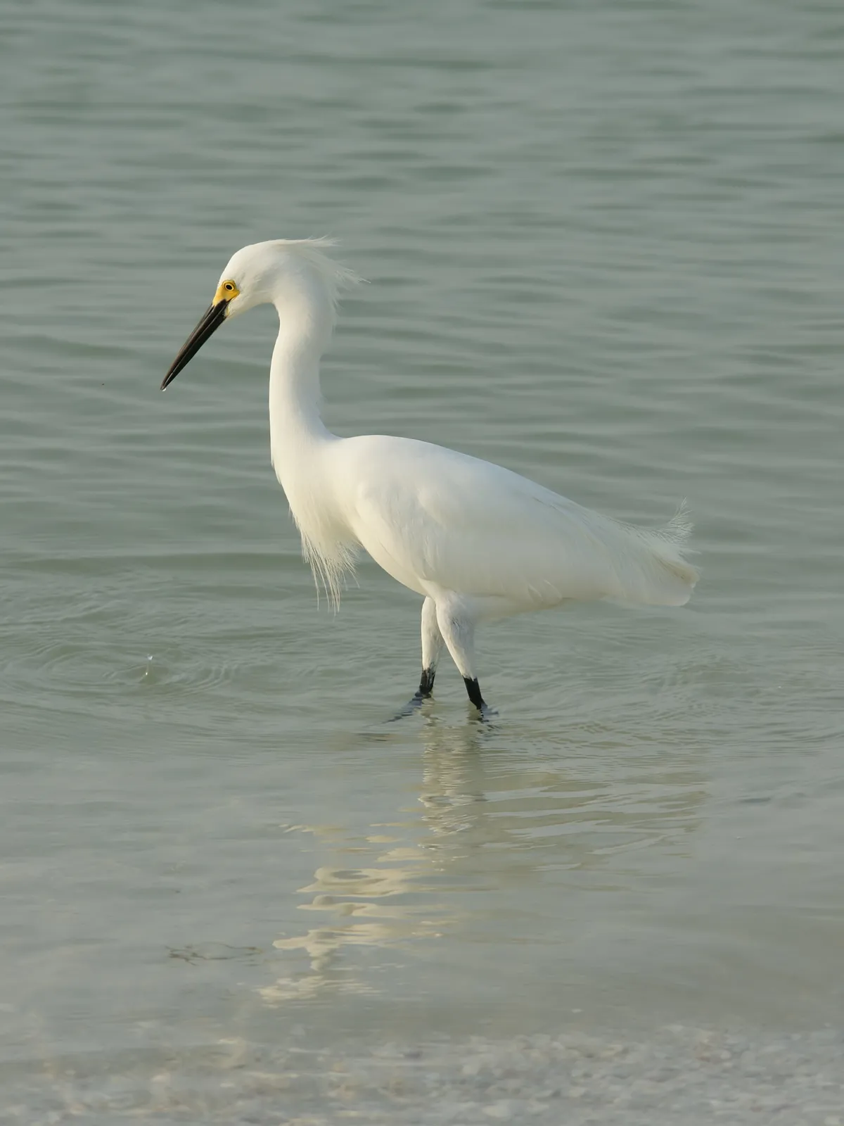Snowy Egret