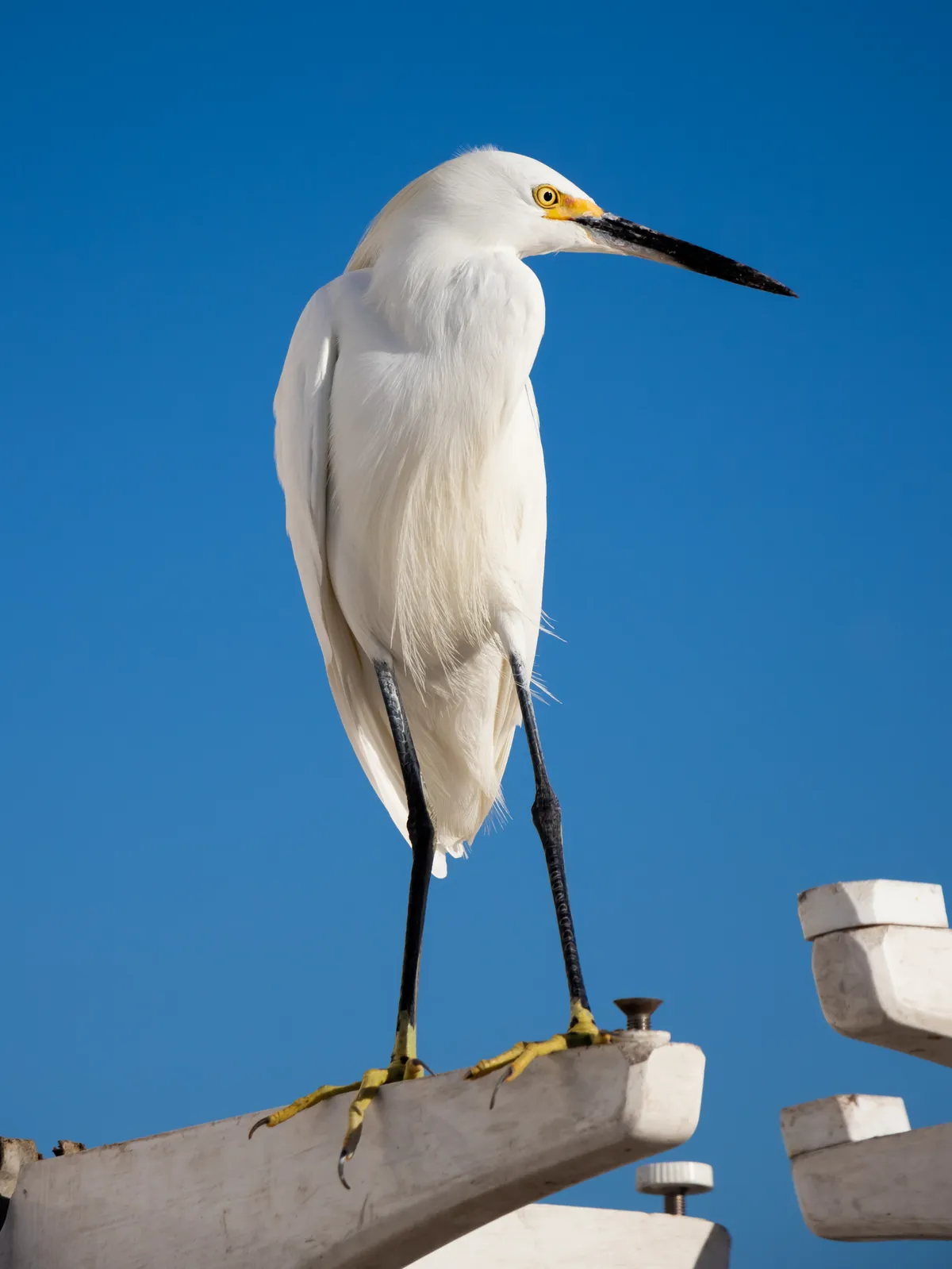 Snowy Egret