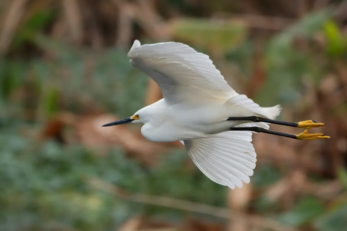 Snowy Egret