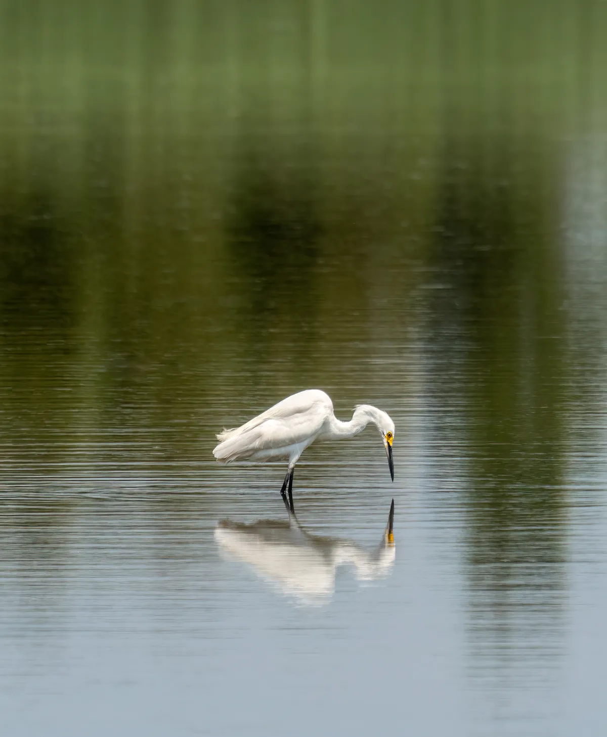 Snowy Egret
