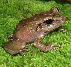 Coqui Frog