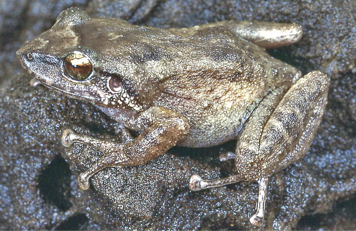 Coqui Frog