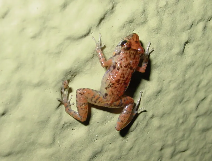 Eleutherodactylus planirostris