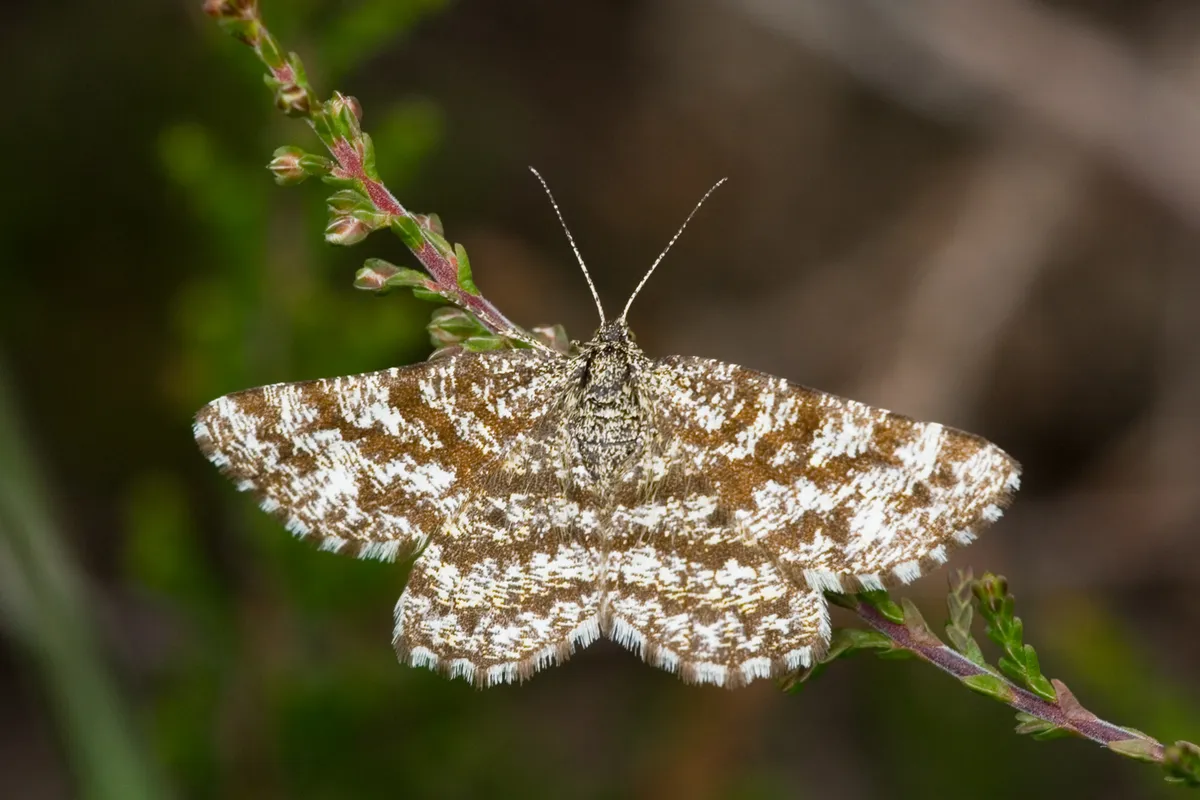 Common Heath
