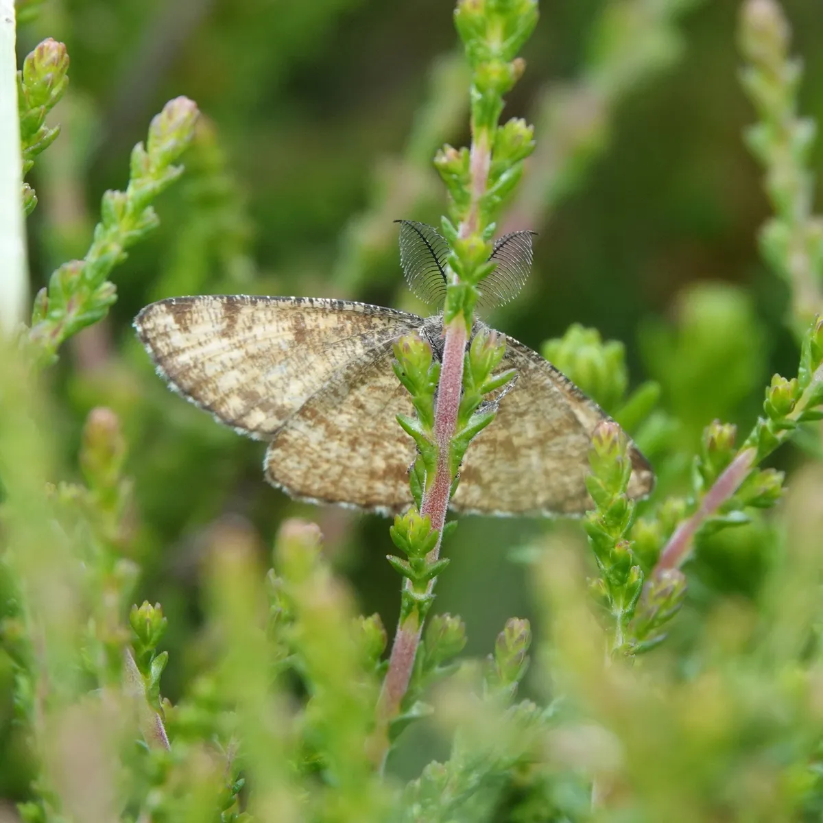 Common Heath