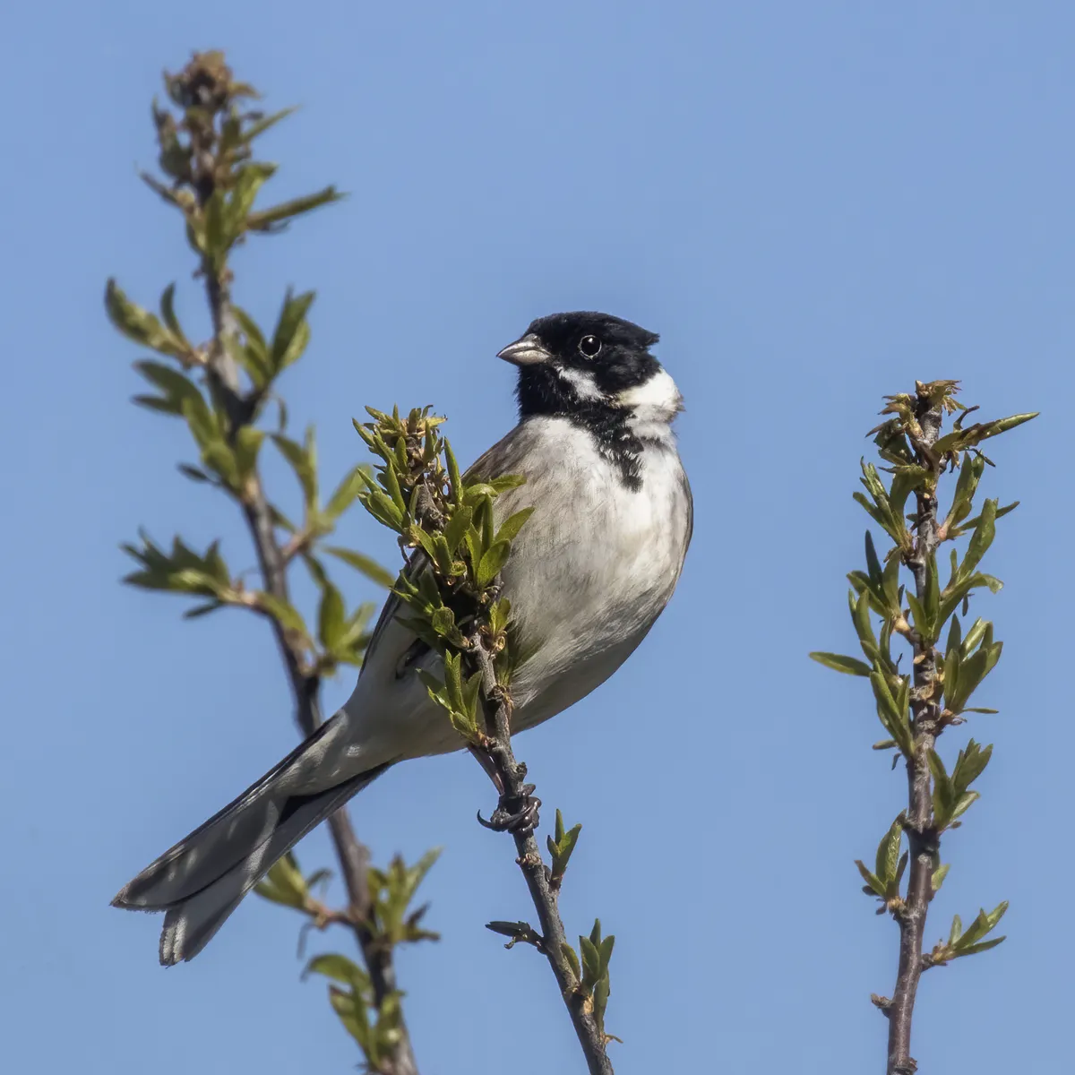 Reed Bunting