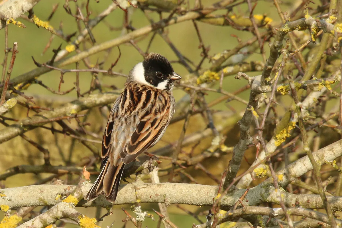 Reed Bunting