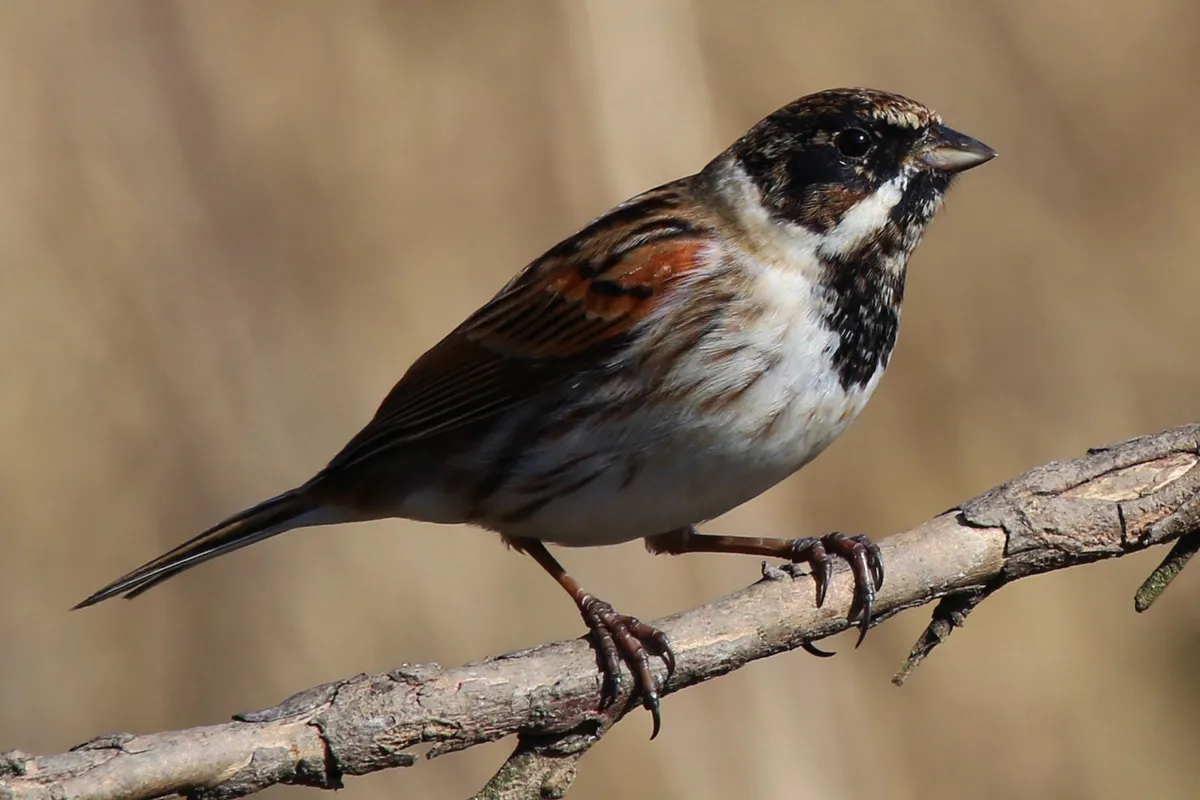Reed Bunting