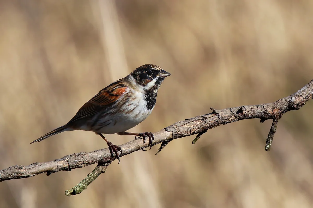 Reed Bunting