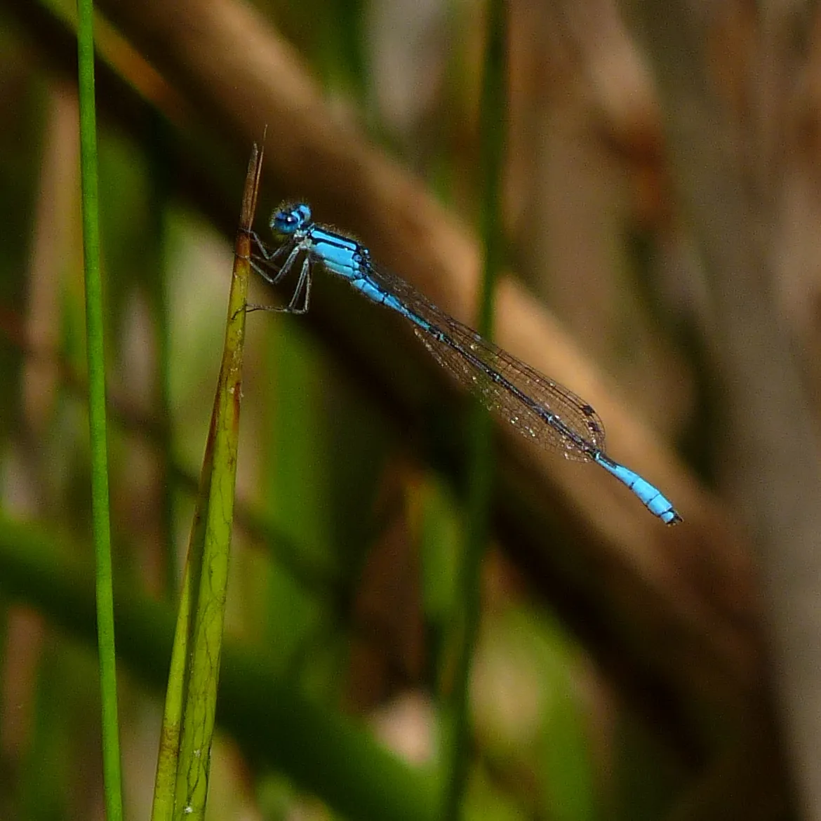 Azure Bluet